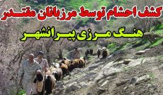 مهار ۲۸۳ راس احشام قاچاق در مرزهای استان آذربایجان غربی