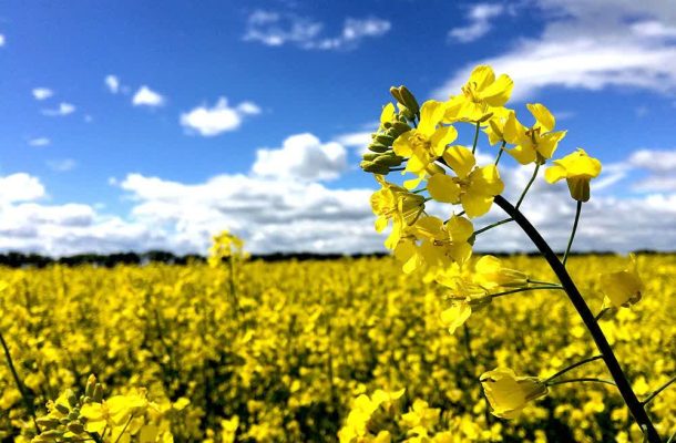 اختصاص ۵۰۰ هکتار از مزارع بوکان به کشت کلزا/ پیشبینی برداشت بیش از هزار تن محصول اختصاص ۵۰۰ هکتار از مزارع بوکان به کشت کلزا/ پیشبینی برداشت بیش از هزار تن محصول